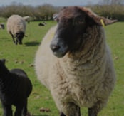 Espèce Ovine