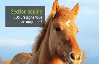 L'action de GDS Bretagne sur la rhinopneunomie équine