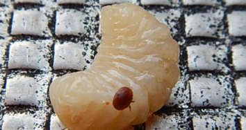 normal_comptage_2017_varroa (1)