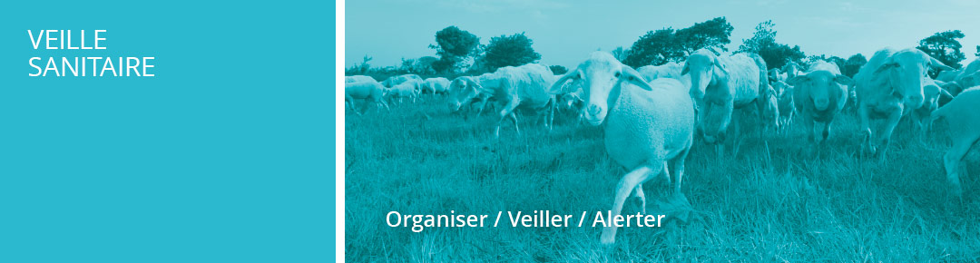 veille sanitaire