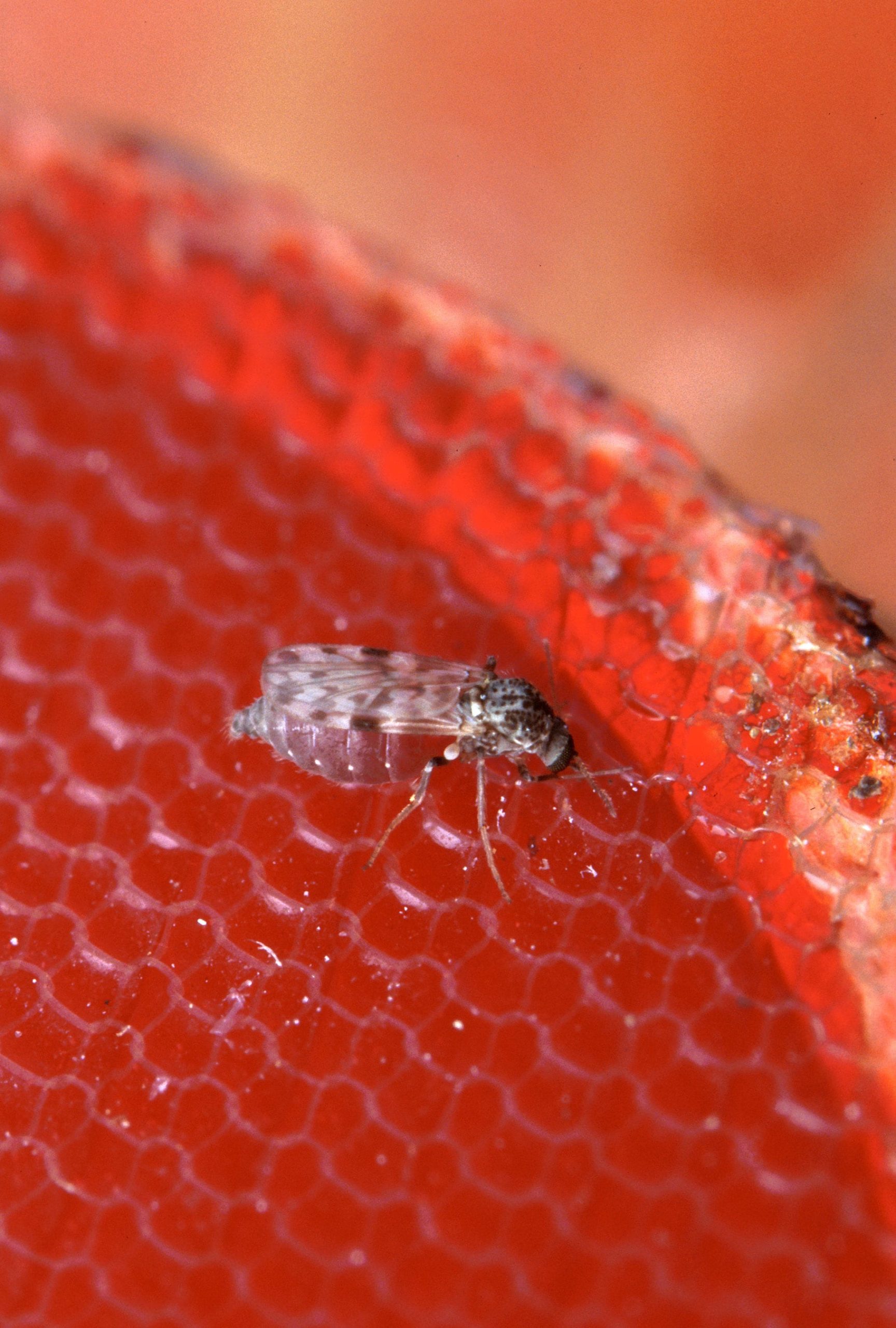 Culicoides - wikipedia