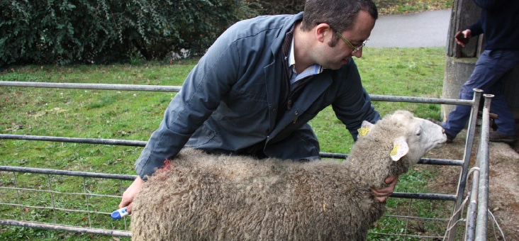 L’examen du mouton