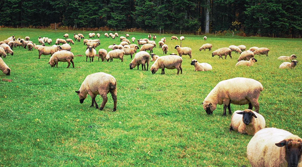 ovins : mise à l'herbe