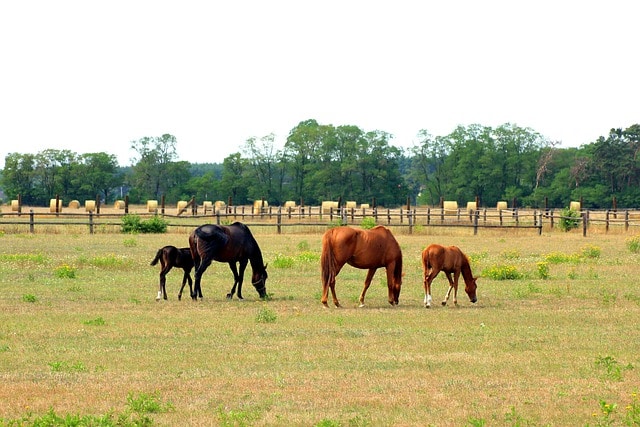 chevaux en pâture dans un pré